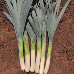 Por Climber f1 10 tyś. nasion primed precyzja ST